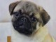 chiot carlin a donner 