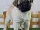 magnifique chiot carlin disponible 
