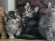 Maine coon contre bon soin 