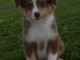 bébé berger australien disponible 