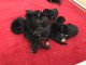 chiot berger allemand disponible 