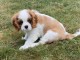 chiot cavalier king charle femelle disponible 