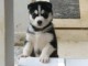 husky sibérien à donner mâle 