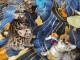 Donne de chatons bengal