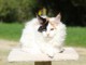adorable chaton Maine coon 