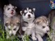 magnifique chiot husky sibérien à donner 