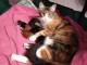 annonce chaton maine coon 