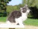 Maine coon femelle disponible 