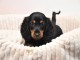 chiot Teckel disponible pour adoption 