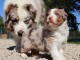 chiot berger australien disponible 