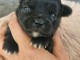 bébé chiot chihuahua femelle 