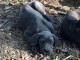Cane Corso Disponibles 