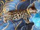 Donne de chatons bengal