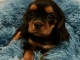 chiot cavalier king charle femelle a donner 