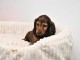 chiot teckel a donner contre bon soin 