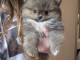chiot spitz nain disponible de suite 