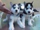 Chiots husky sibérien
