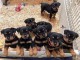 Chiots Rottweiler avec pedigree