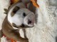 Chiot bulldog anglais mâle a donner 