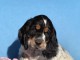 Chiot cocker anglais disponible 