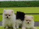 Adorables Chiots Spitz NainR