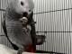 Perroquet Gris du Gabon à donner ‎