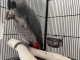 Perroquet Gris du Gabon à donner
