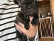 bébé chiot bouledogue français disponible 