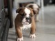 chiot bouledogue anglais pour adoption 