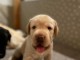 chiot golden retriever mâle a donner 