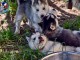 Dons chiot husky sibérien à donner 