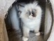 chaton ragdoll femelle a donner 