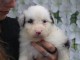 Dons chiot berger australien disponible 