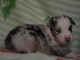 Adorable chiot berger australien 