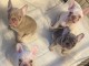 Bouledogue français à adopter 