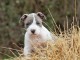 chiot staffie disponible pour adoption 