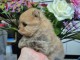 chiot Spitz allemand race pure disponible 
