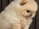 SPITZ NAIN CHIOTS TYPE POMERAGNIAN