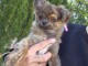 bébé chiot chihuahua disponible 