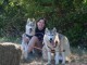 chiot husky sibérien adorable 