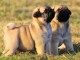 Magnifique chiot carlin disponible 