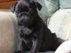 Chiot carlin disponible 