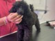 Adorable chiot caniche nain disponible 