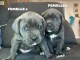 Adorable chiot Cane Corso lof 