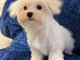 Je donne chiot bichon maltais mâle à adopter 