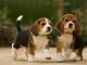 Chiot type beagle disponible 