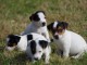 Adoption chiot jack ressel disponible 
