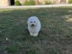 Je donne chiot bichon frisé 