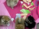 Adoption chiot spitz nain disponible 
