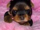 Je donne chiot Yorkshire femelle 